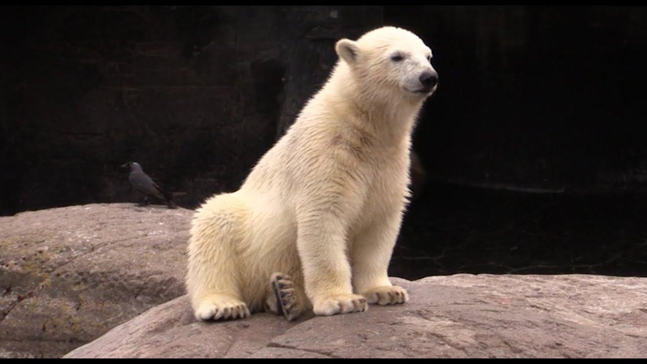 Isbjørnene i Zoologisk Have