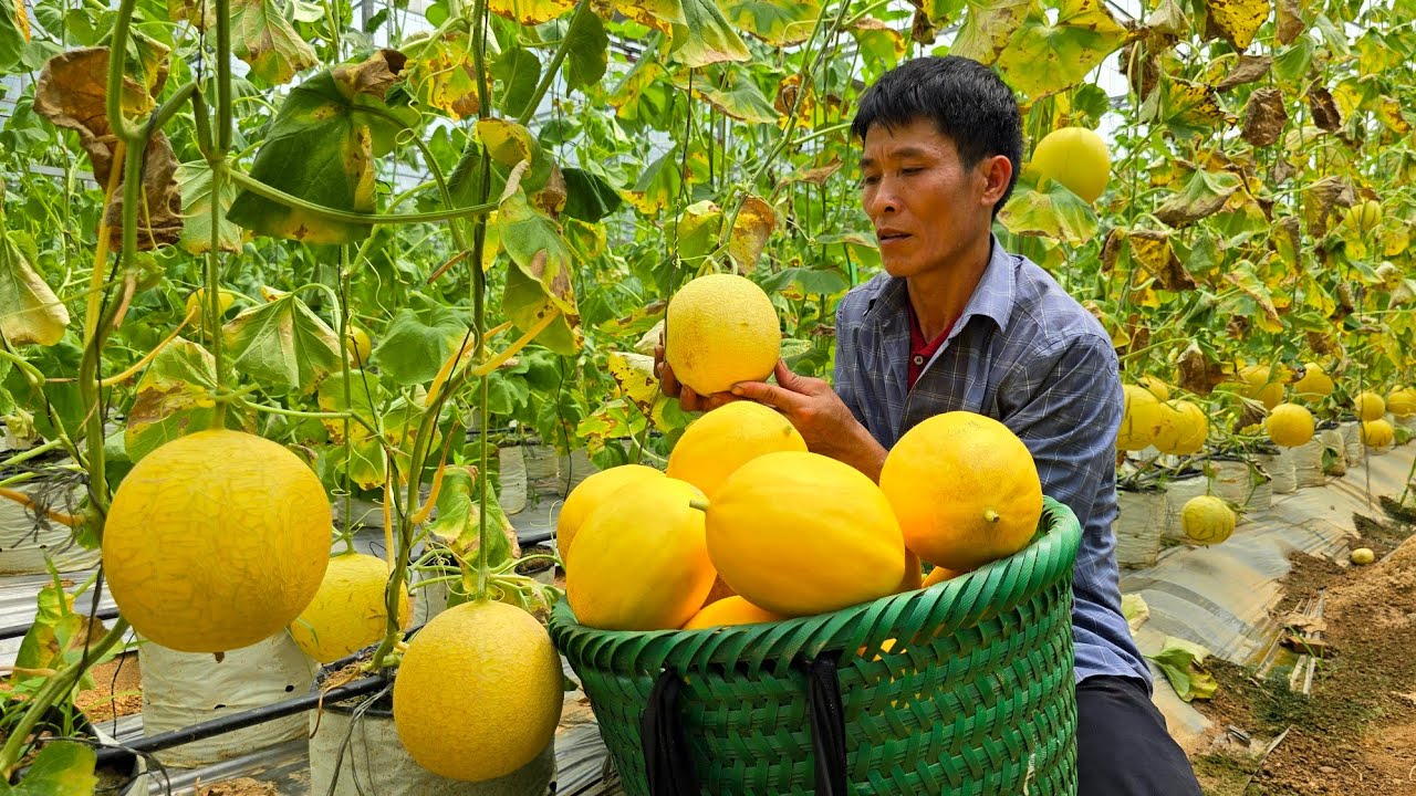 Harvesting Cantaloupe Go To Market sell  - Taking Care Of Pets - Gardening | Solo Survival