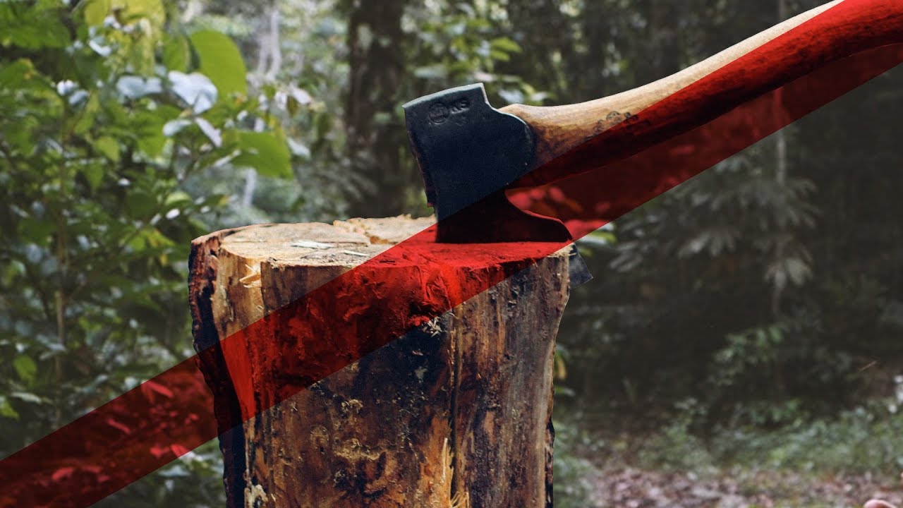 Why I illegally cut down trees in the Amazon rainforest | Interview with a Brazilian illegal logger