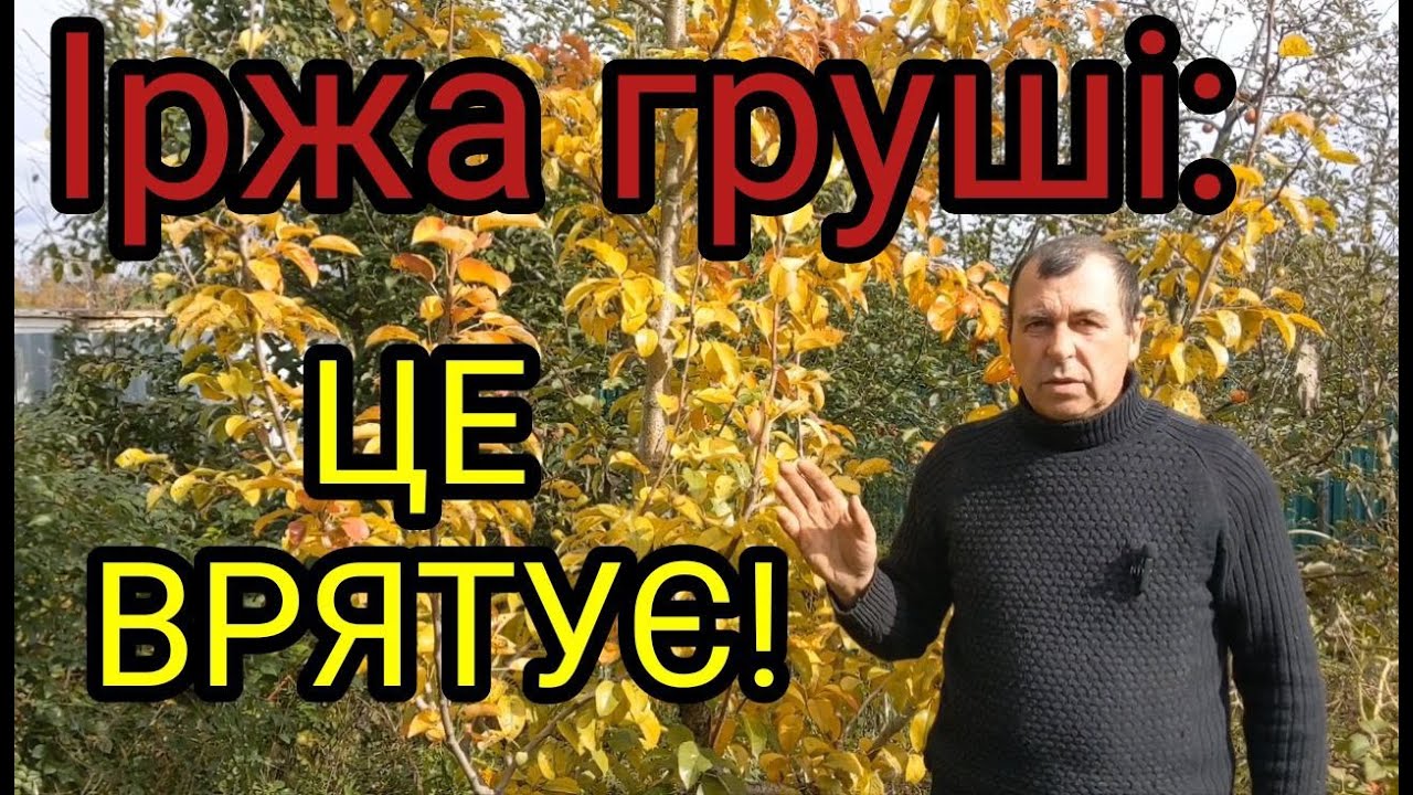 Терміново! Іржа груші вбиває сад. Що робити?