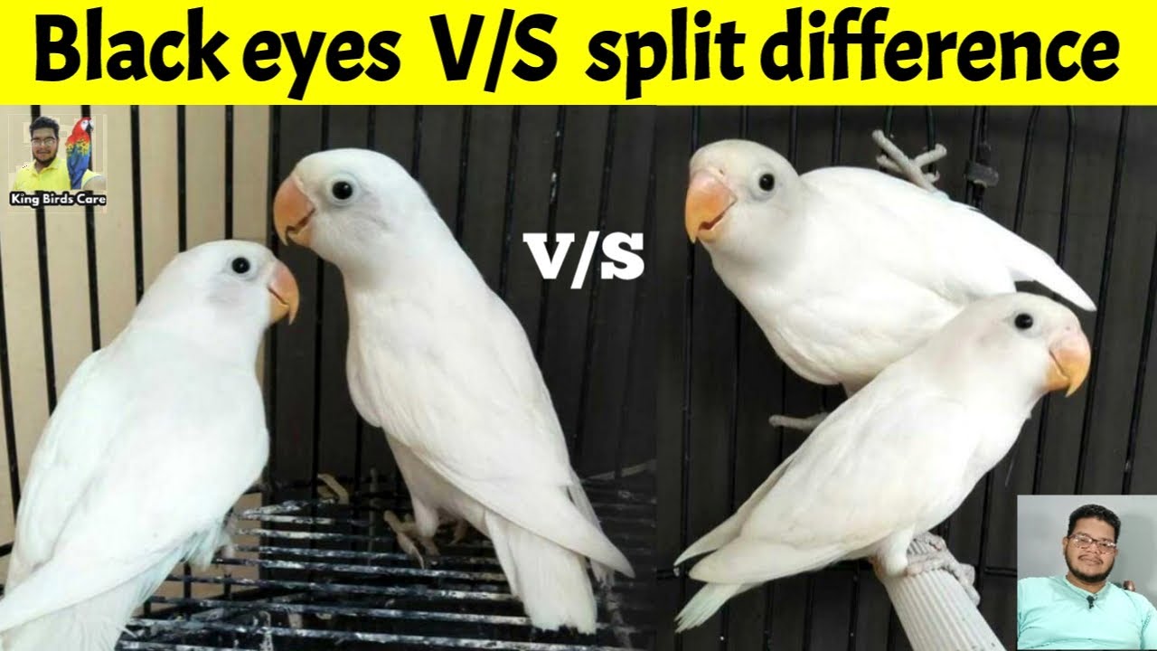 How to identify splits of Albino Lovebirds | Albino Black eye Split Red Eye | Splits of Lovebirds