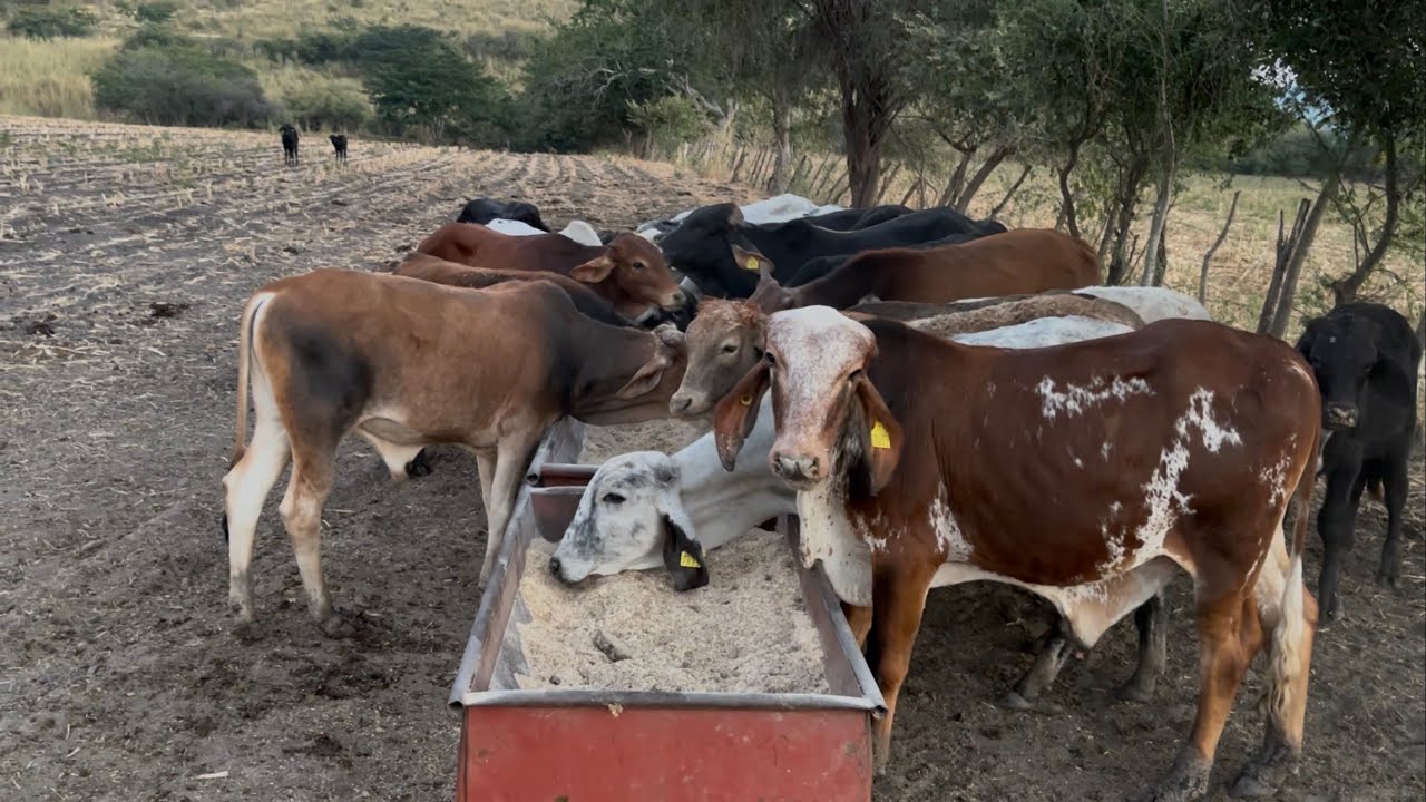 ALIMENTO PARA BECERROS EN DESARROLLO .