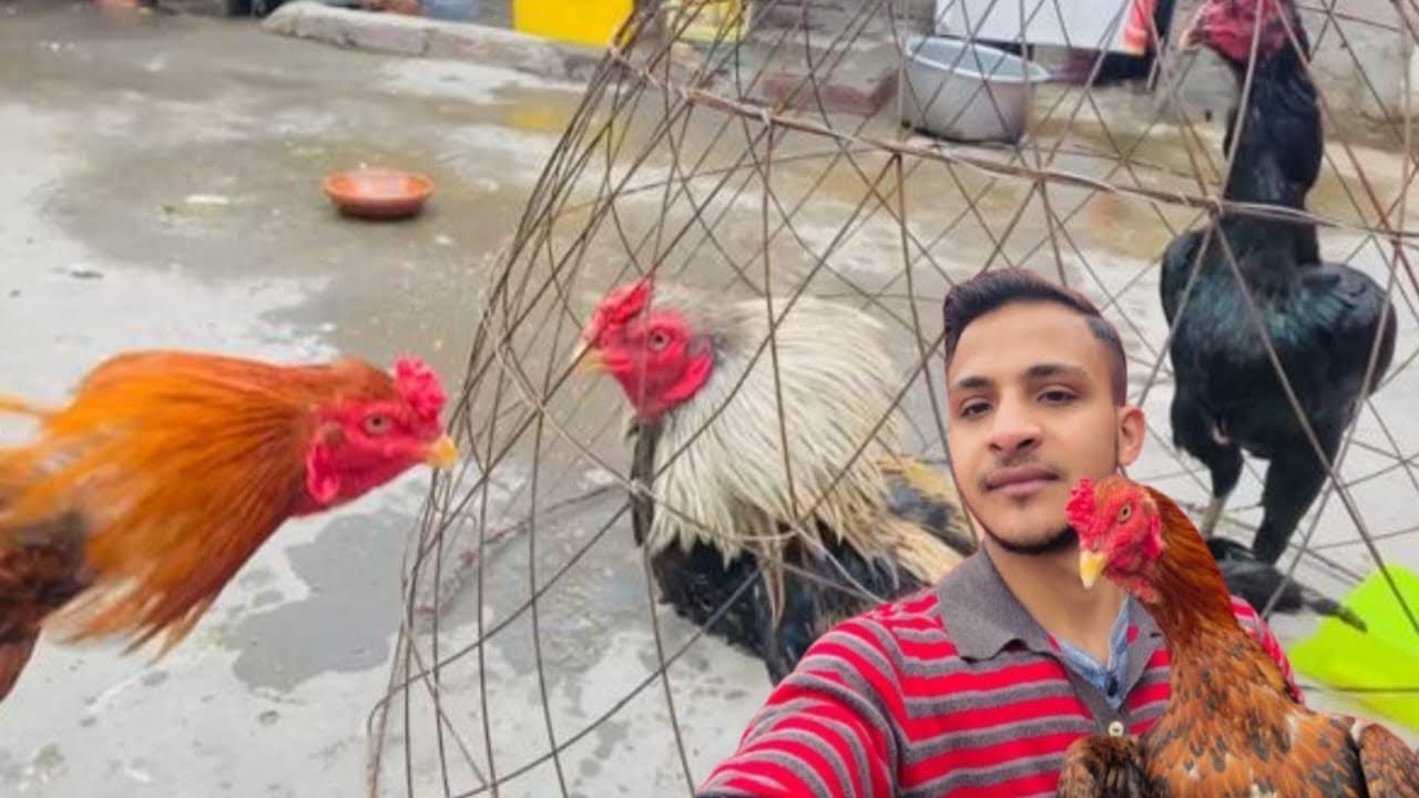 Murgon ne Ladaee Kee🐓