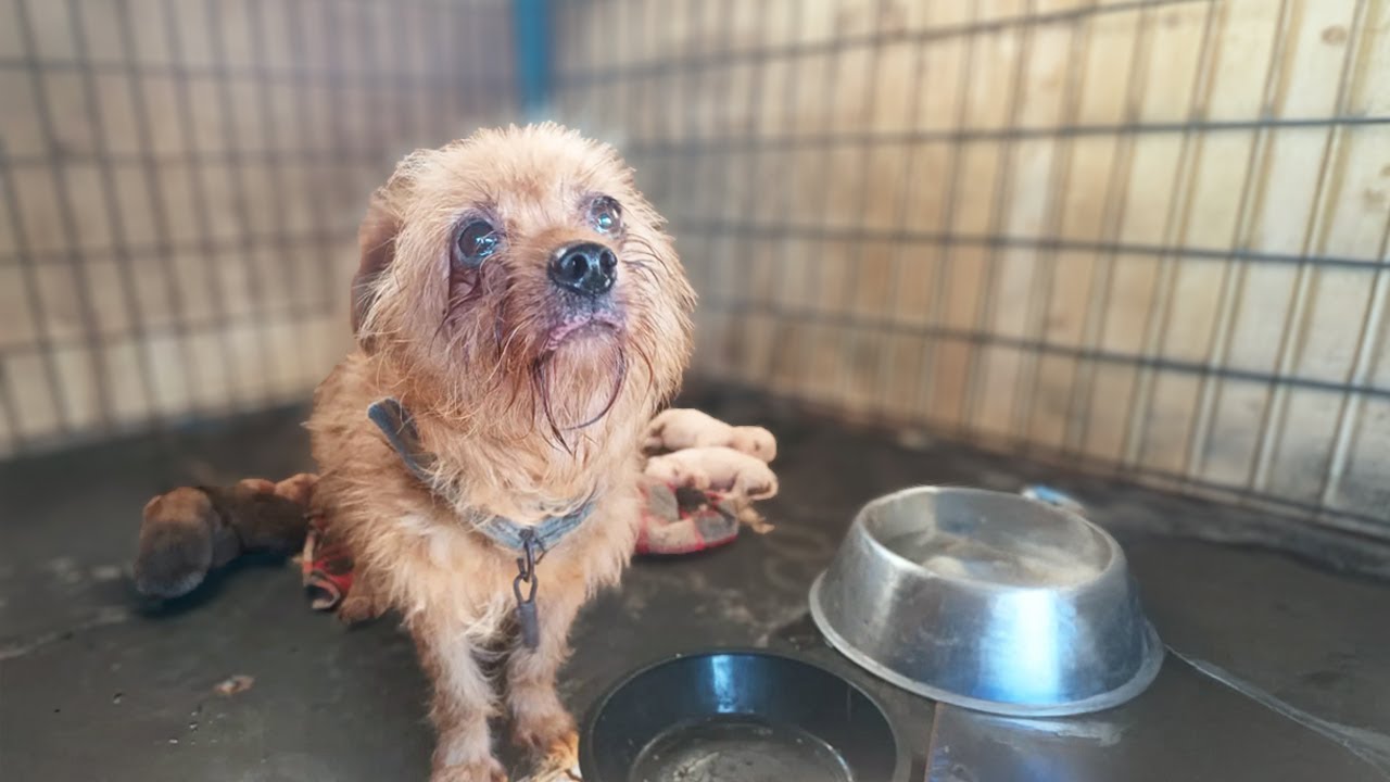 Drenched in Tears, the Mother Dog Pleads for Her 6 Weak Puppies to Be Freed