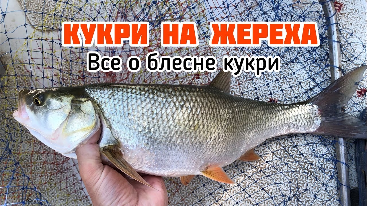 КУКРИ НА ЖЕРЕХА | ВСЕ О БЛЕСНЕ КУКРИ