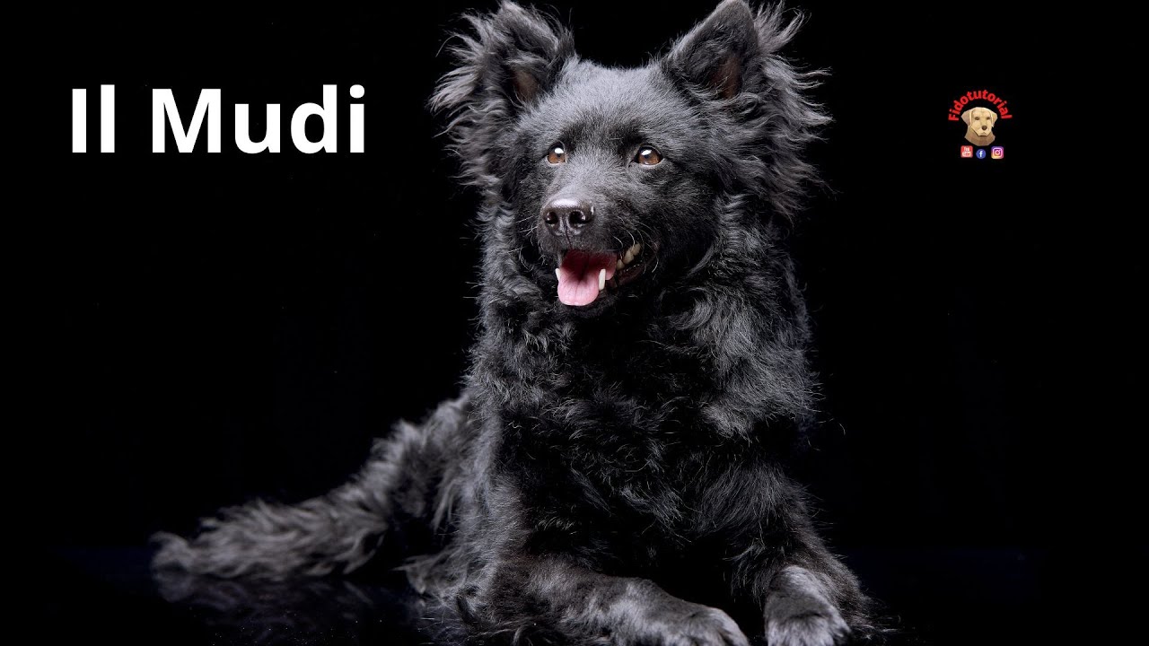 Il Mudi Tutto quello che bisogna sapere su questo cane ungherese