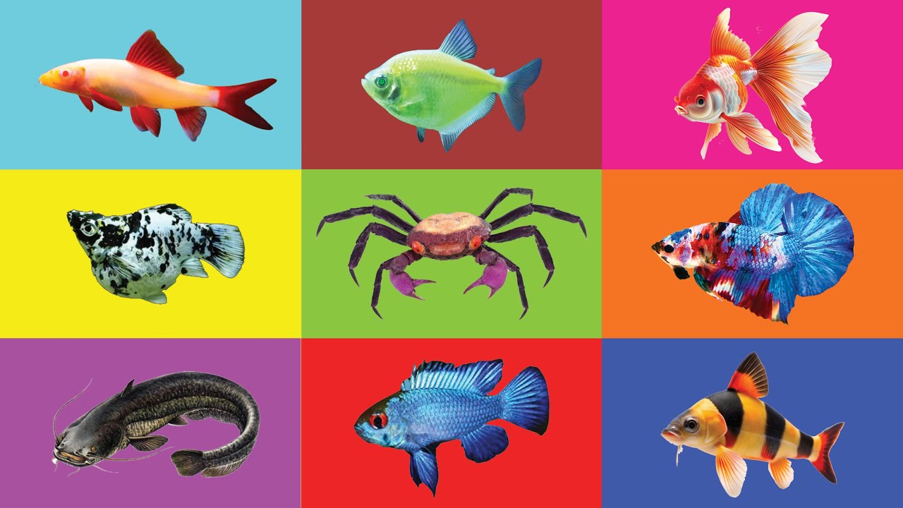 Fish: Cat Fish, Gold Fish, Red Fin Fish, Molly Balloon, Betta Fish, Glow Fish Tetra, Blue Cichlid