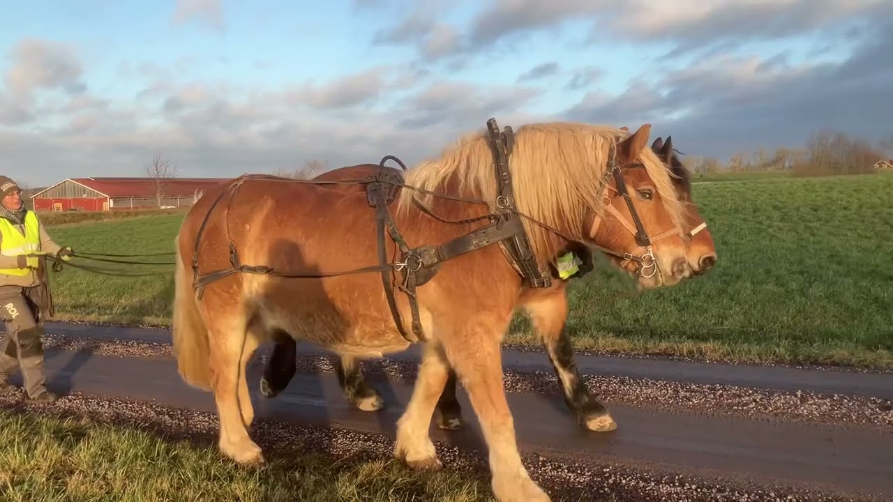 Rune and Hebbe, a Strolling Duet 2