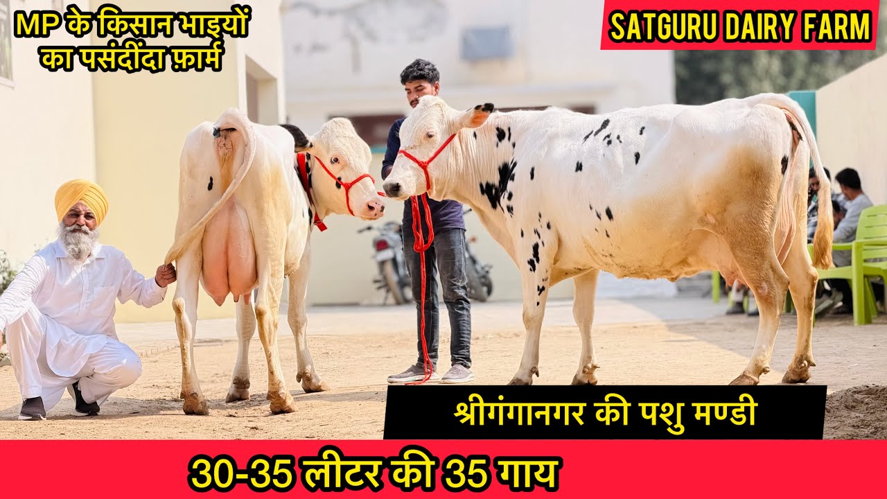 30-35 लीटर की 35 गाय बिकाऊ👌MP के किसान भाईयों का मनपसंद फ़ार्म 🔴SATGURU DAIRY FARM PVT.LTD🔴