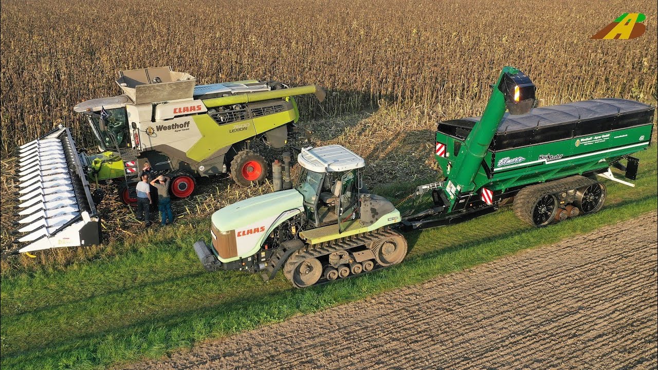 Sonnenblumen Ernte 2021 Mähdrescher CLAAS Lexion Callenger Raupe 85E Lohnunternehmen Landwirtschaft