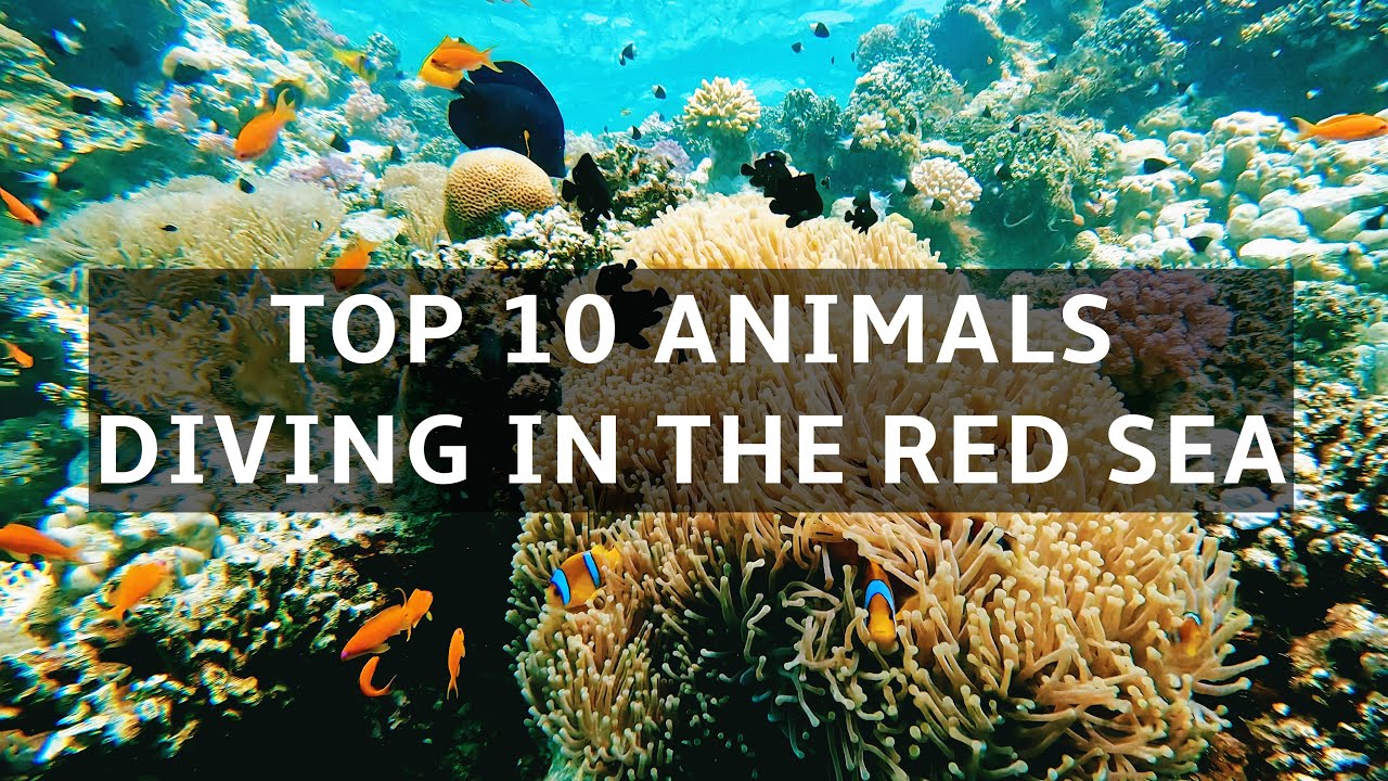 Red Sea Highlights - Top 10 Animals you can see SCUBA diving
