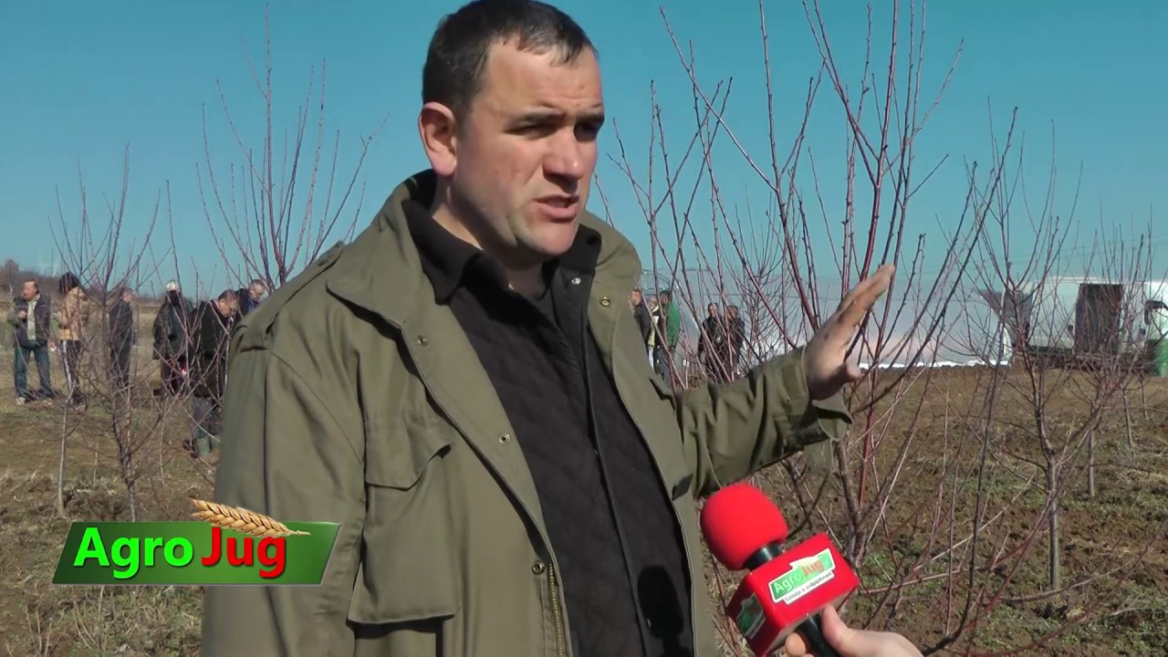 Aleksandar Mitic PSSS Leskovac - SAVET : PRAVILNA REZIDBA VIŠNJE