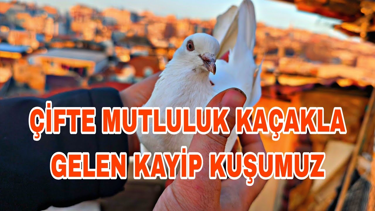 ÇİFTE MUTLULUK KAÇAKLA GELEN KAYİP KUŞUMUZ İKİCİ KAÇAĞİ NASİLDA KAÇİRDİK