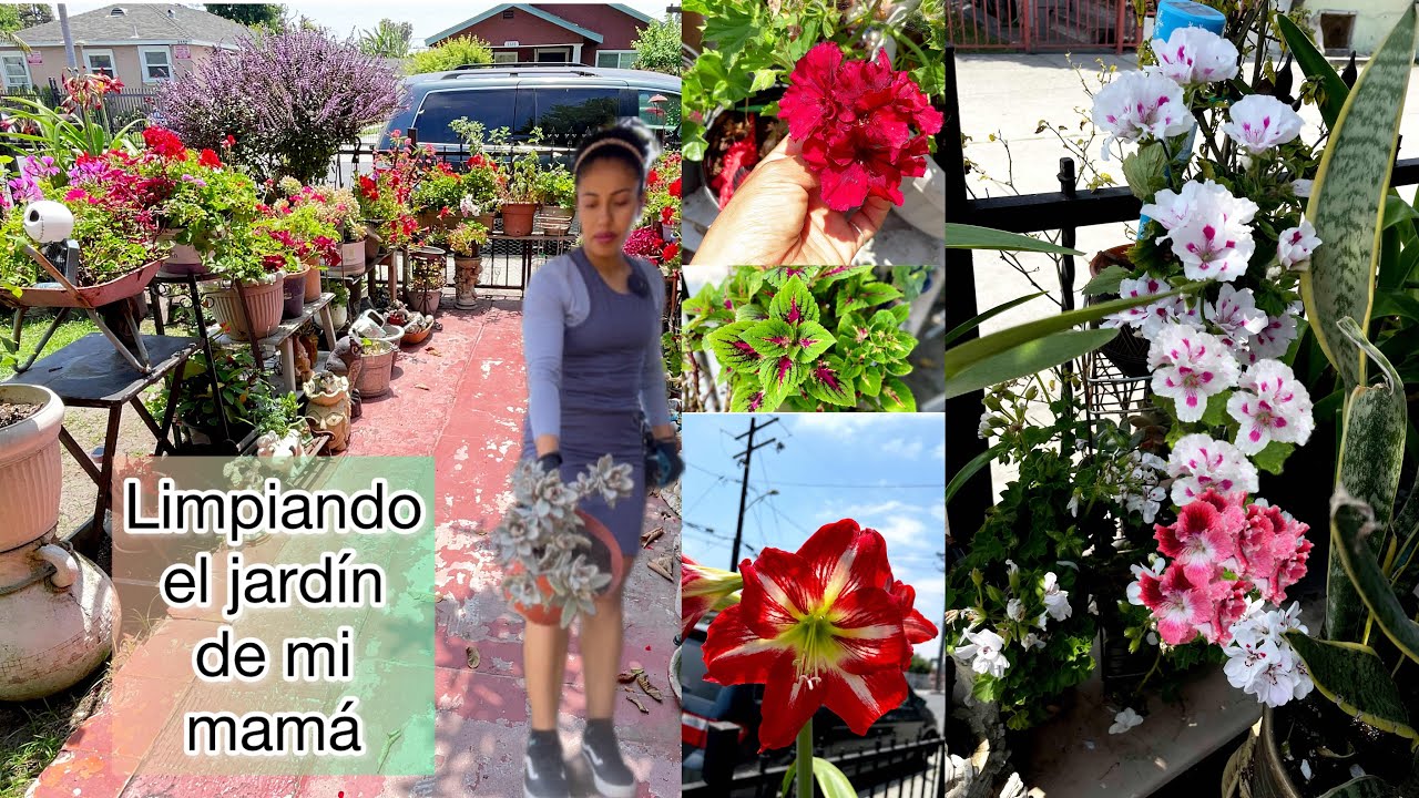 Remodelando el jardín de mi mamá para que  tenga un jardín bonito 😍 en este 2024