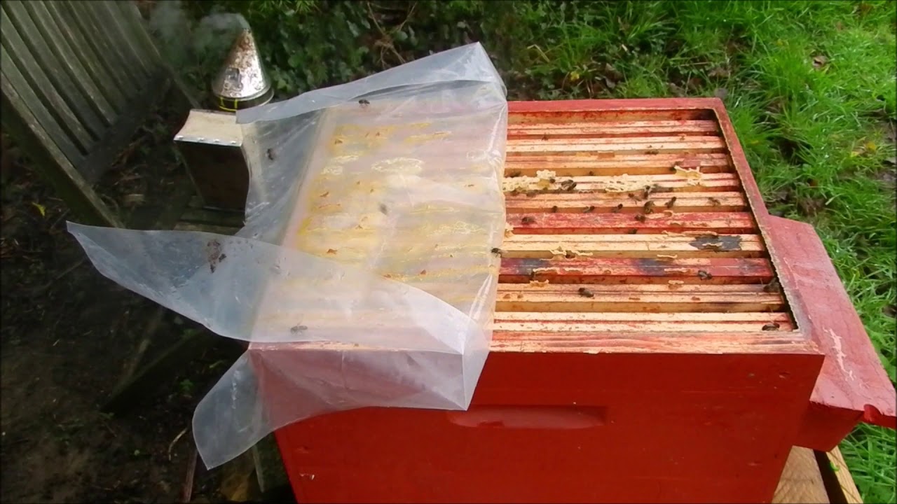 Abeilles Noel Nourrissement au candi le 23 décembre 2020 pour l hiver