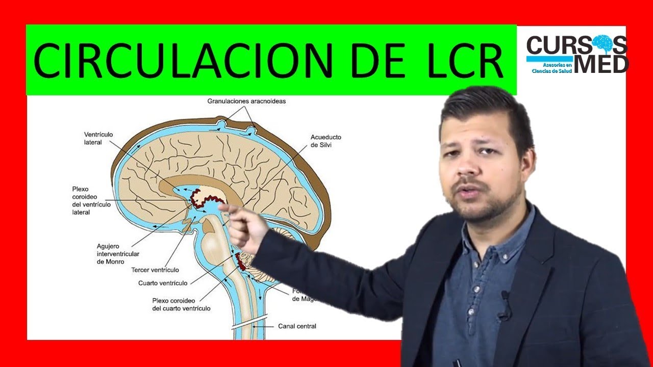 FISIOLOGÍA - CIRCULACIÓN DEL LCR - HIDROCEFALIA