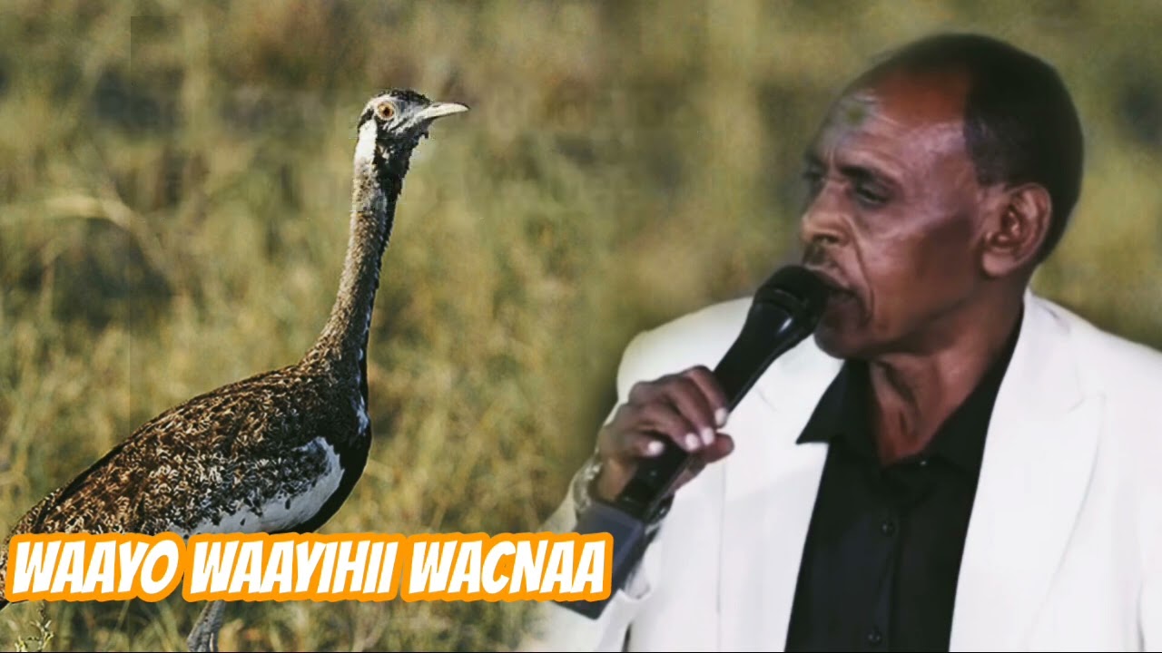 Cabdinuur Alaalle - Waraabaha Gurxamayoow