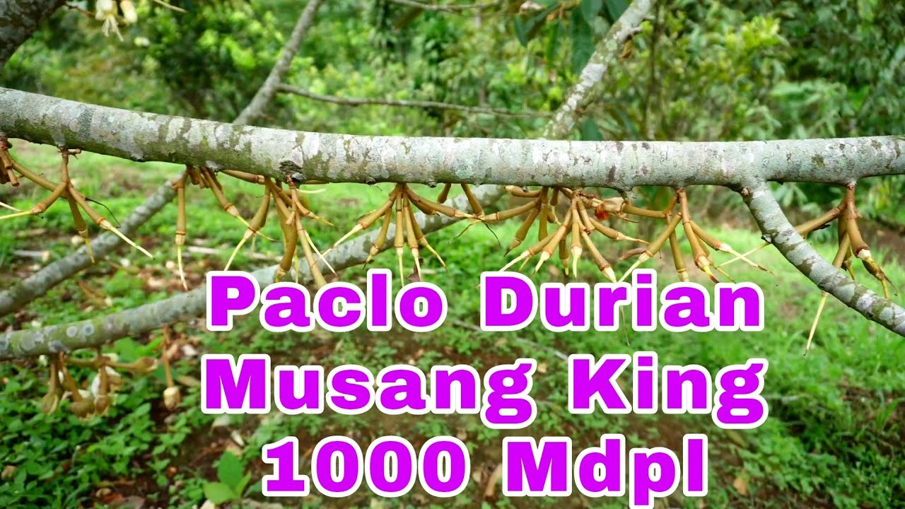Paclo Durian Musang King di 1000 Mdpl