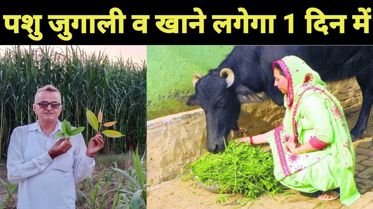 पशु जुगाली व चारा खाने लगेगा एक दिन में || Animals will start eating chewing and fodder in a day