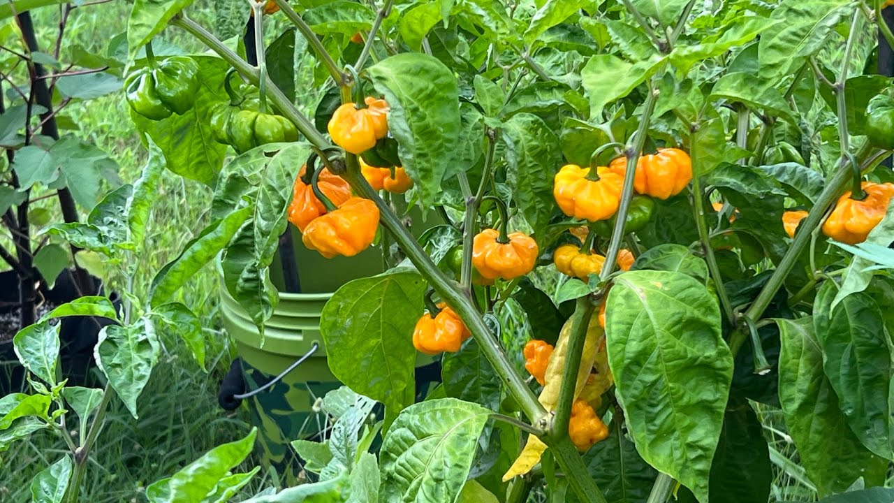 Growing  Jamaican Scotch Bonnet Peppers 2021