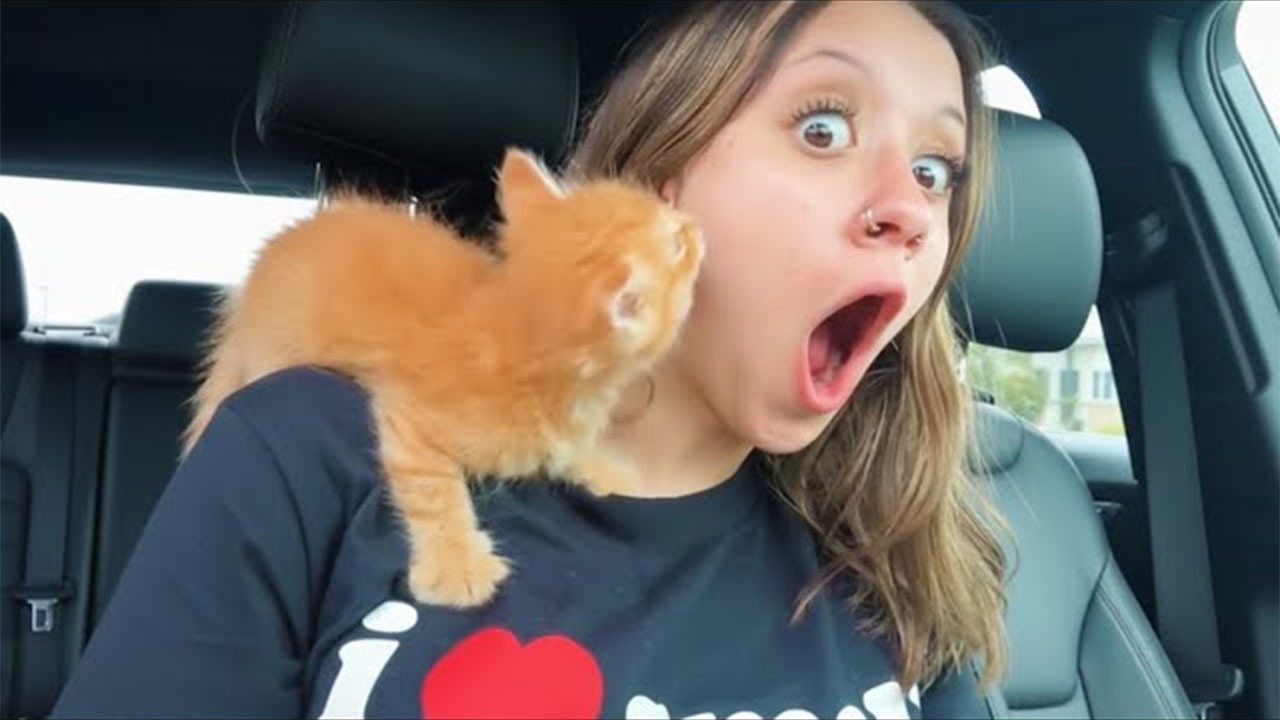 Funny Cats Being Hilarious with Their Humans 😂 (You’ll Lose It!)