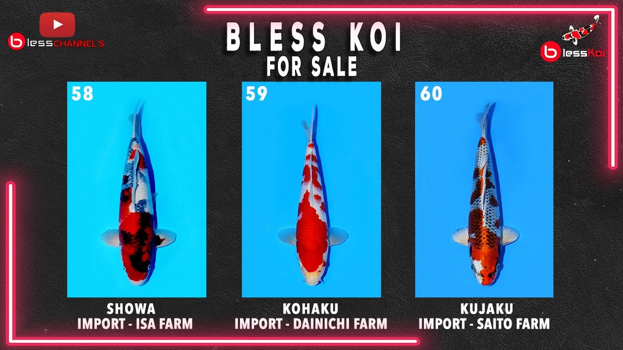 BLESS KOI FOR SALE || KOI IMPORT SHOWA, KOHAKU, KUJAKU