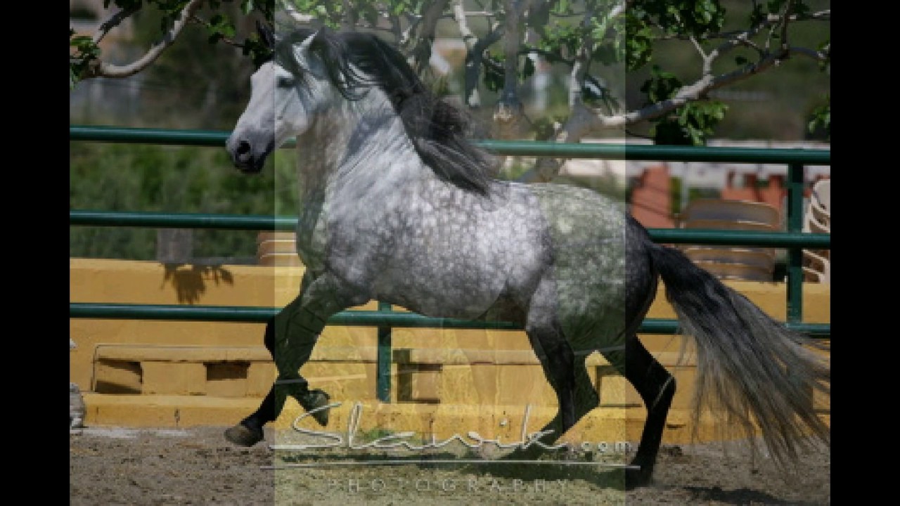 Andalusier Apfelschimmel by Fly🕊