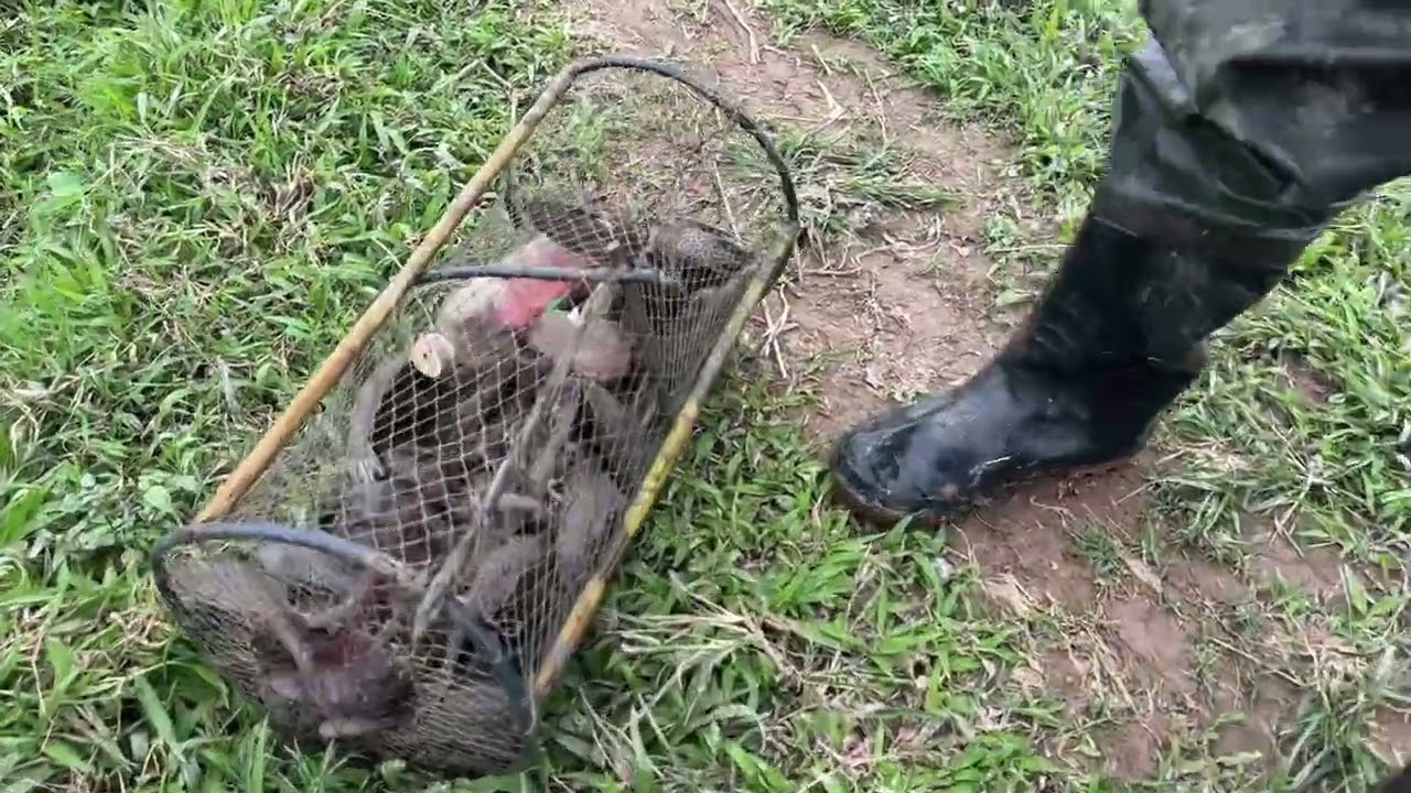 Đi bắt cá ngày tết của bố Cường