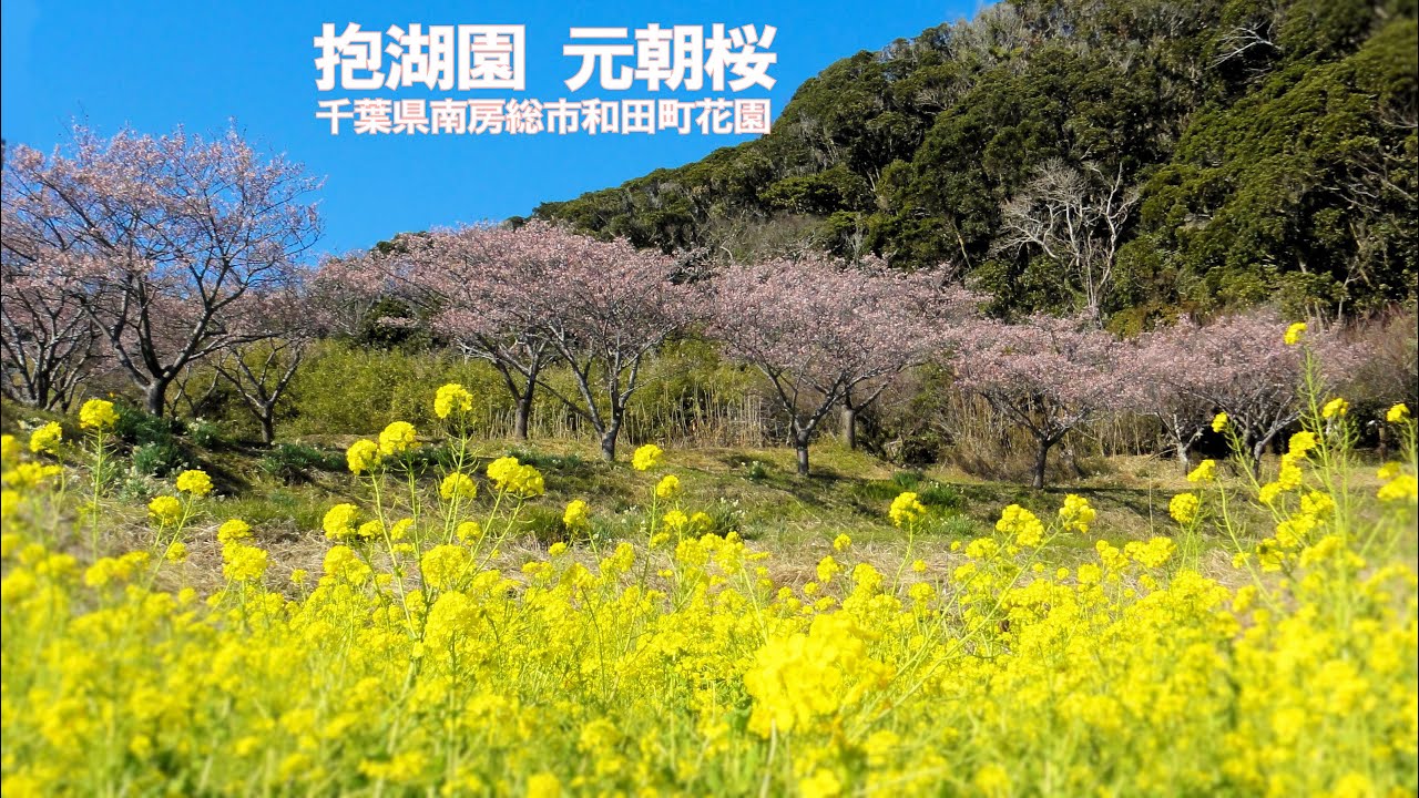 抱湖園の早咲き「元朝桜」間宮七郎平の花木園（千葉県南房総市和田町花園）2021年1月31日