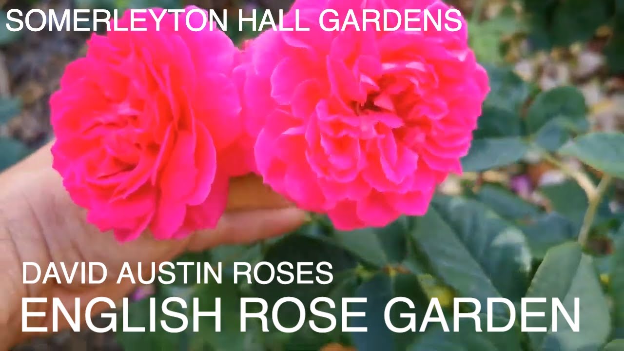 English Rose Garden Tour Somerleyton Hall Gardens