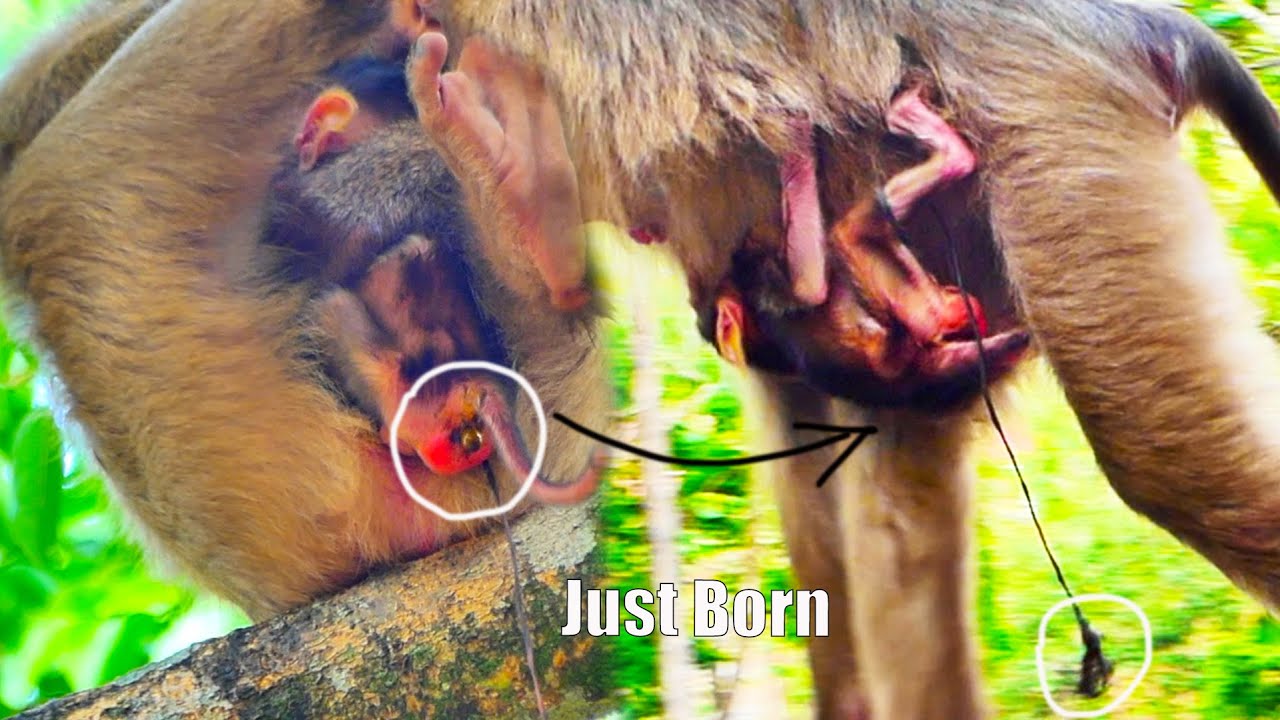 The Newest Mum STELA doesn't know how to take care of a newborn baby monkey, always moves to c😂r+y