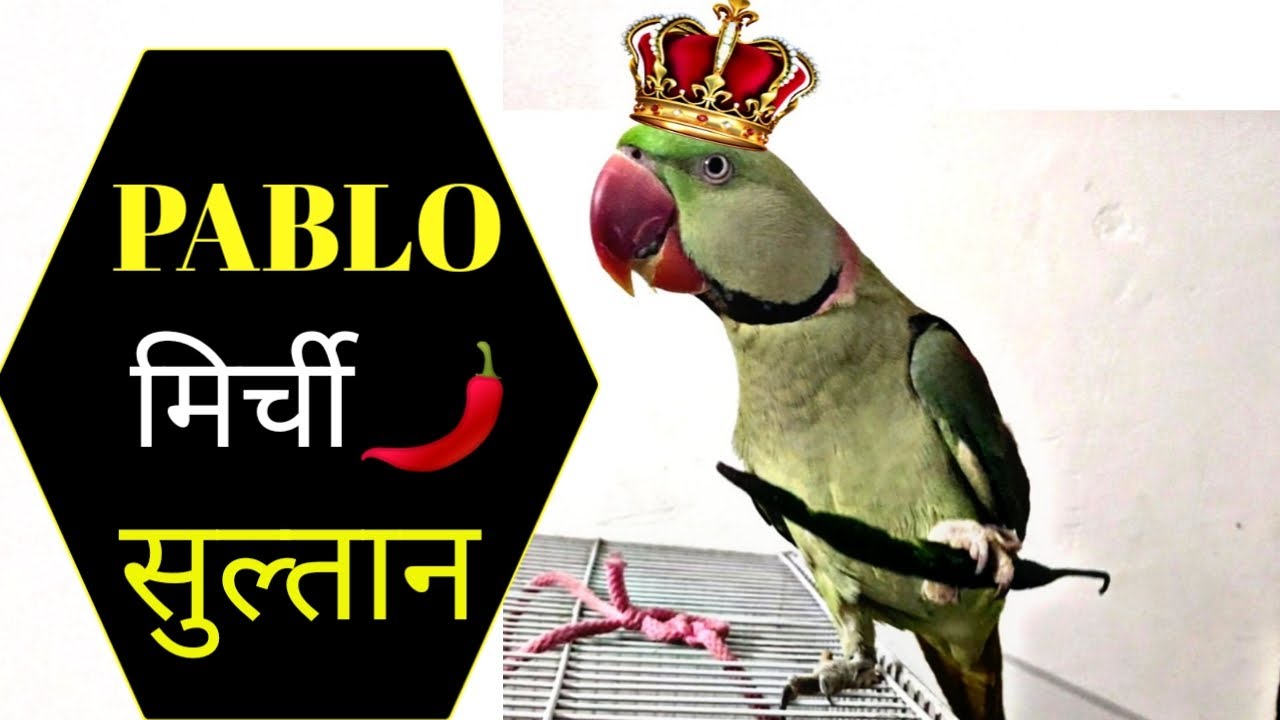 Pablo The chili🌶 parrot warrior - मम्मी बेटे तोते की प्यारी बातें