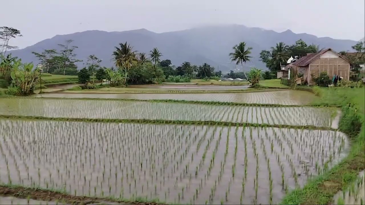 Suasana persawahan pedesaan ketika hujan | Menikmati suasana alam persawahan ketika hujan 