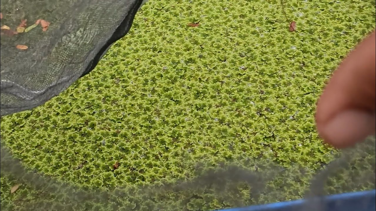Part 1:  Azolla Pond na walang Tae Ng baka! Experiment :-) (How to maintain Azolla)