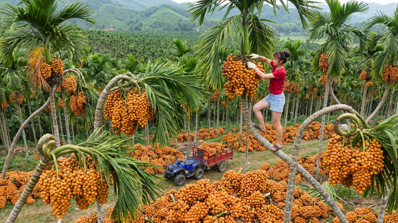 Harvesting Tons of Areca Nuts from 1000m Tall Trees and Transporting Them All to the Market for Sale