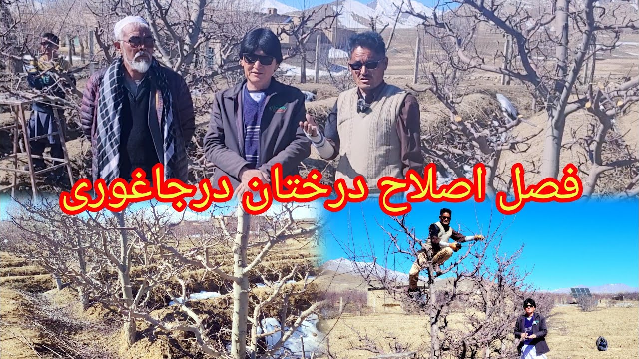 گزارش جدید ازتاگبوری درخت سیب درجاغوری قریه علی آباد گردن حوتقول #جاغوری #غزنی #افغانستان #طبیعت 