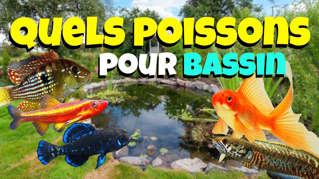 Quels POISSONS pour BASSIN ?