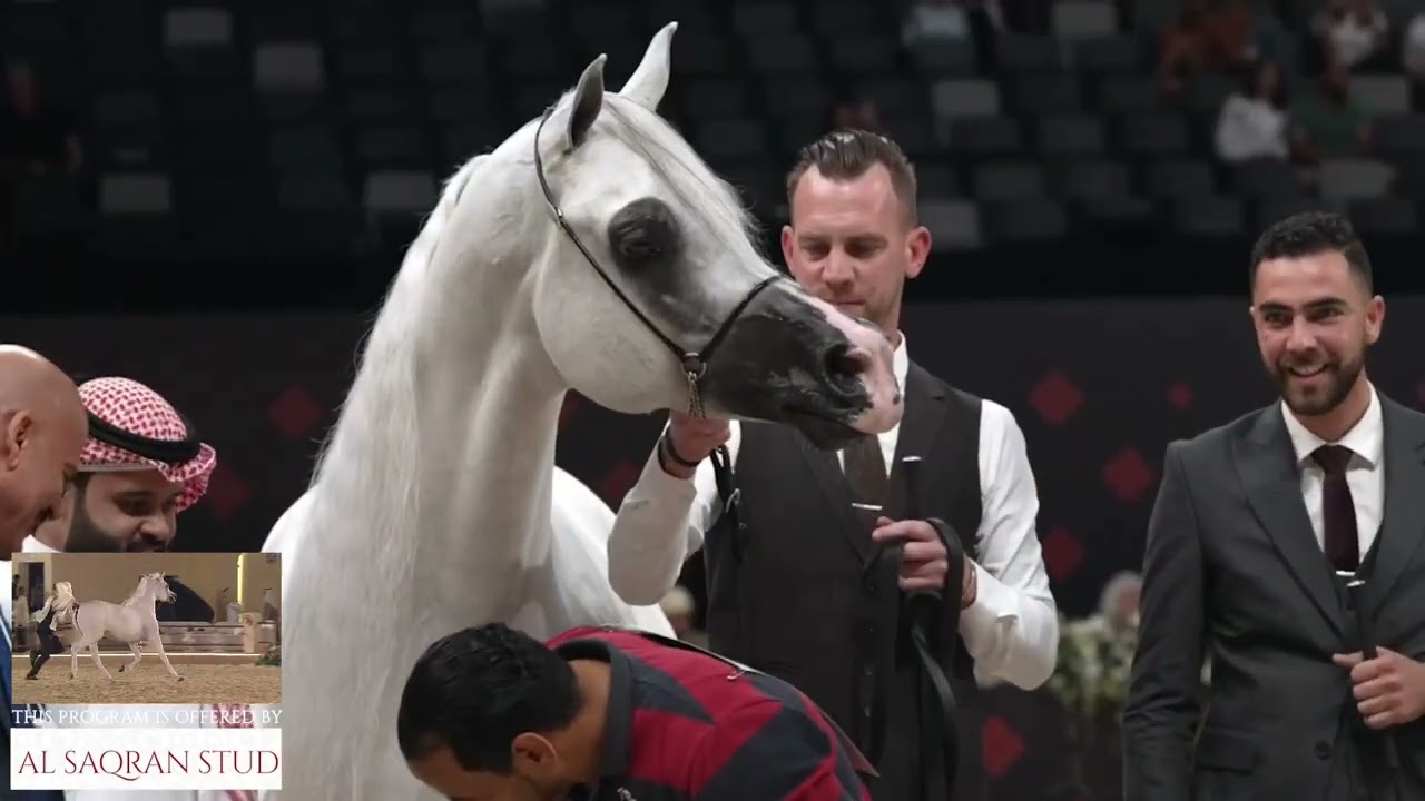 15th Qatar Intl  Arabian Peninsula Horse Show 2026   Class JFC