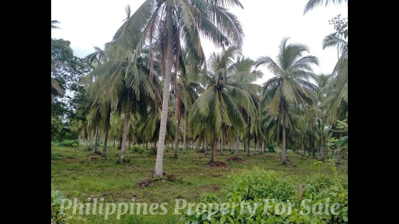 FARM LOT FOR SALE TIAONG QUEZON