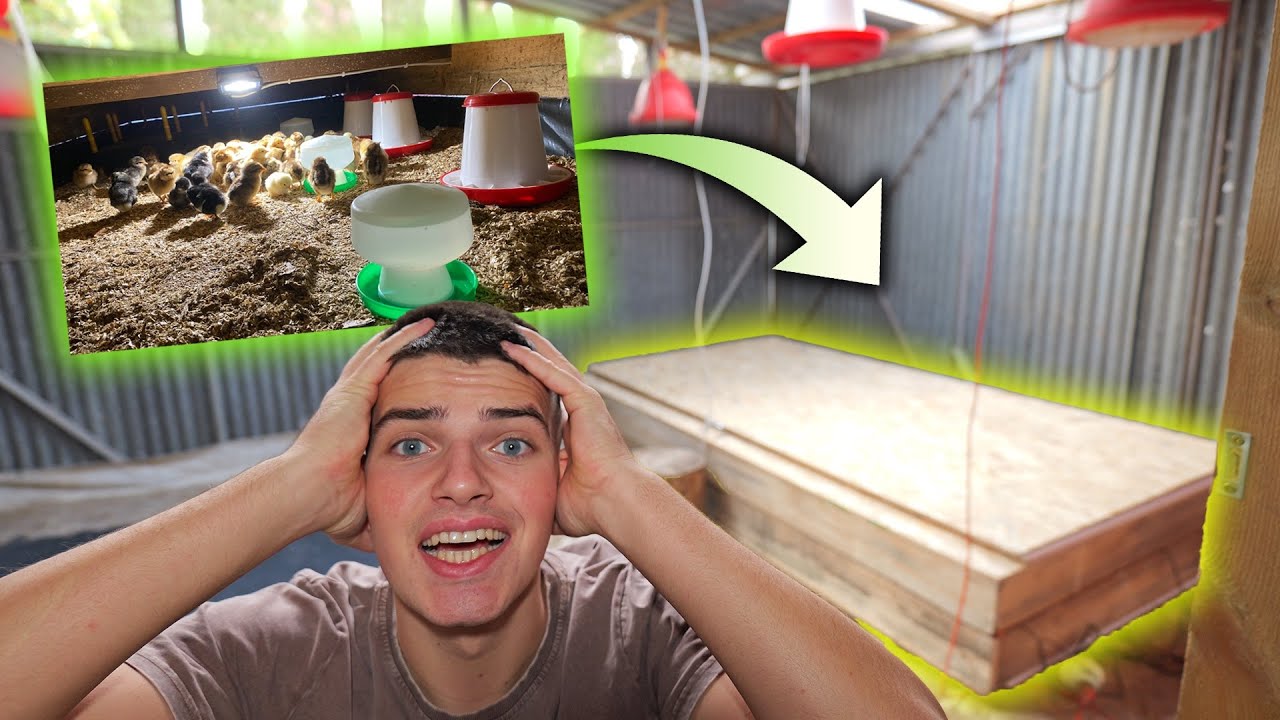 BUDUJEMY ODCHOWALNIK NA 140 PISKLAKÓW 🐥