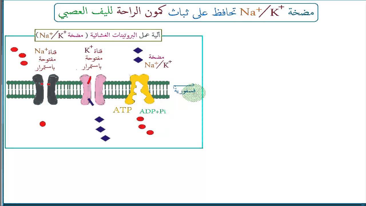 22كيفية عمل مضخة الصوديوم بوتاسيوم