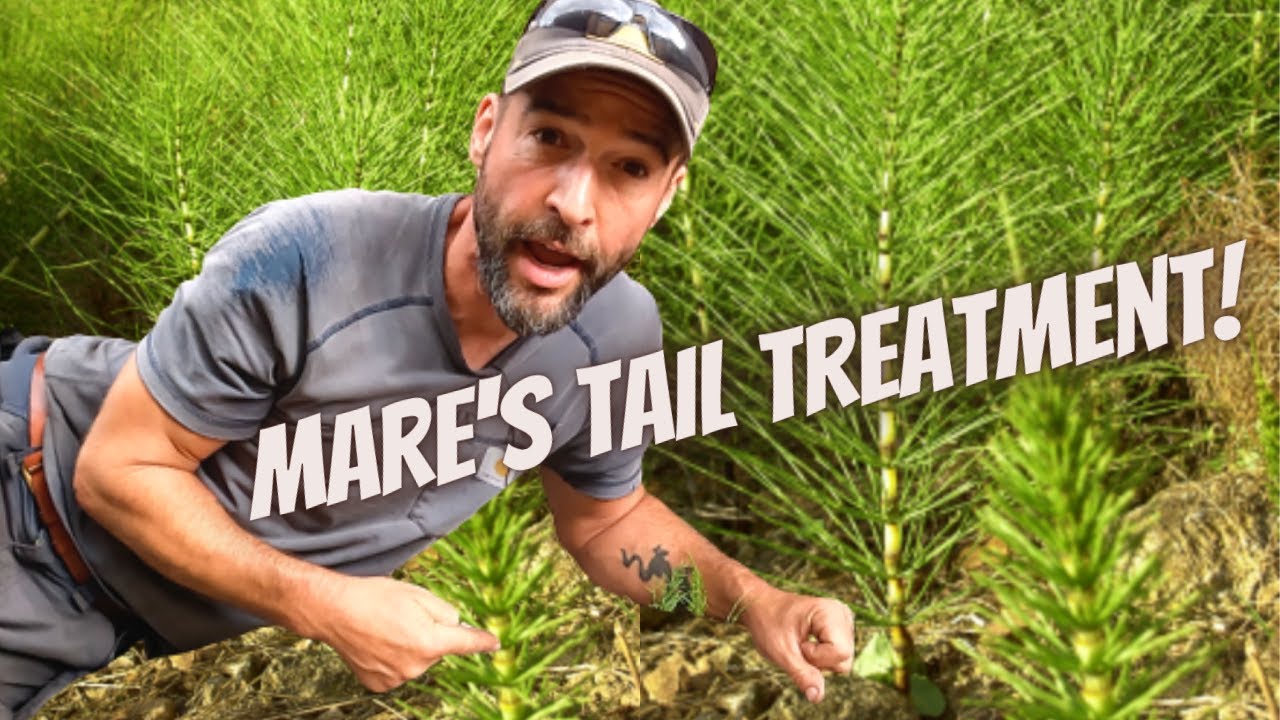 Try this everyday product to get rid of MARE'S TAIL / HORSETAIL 