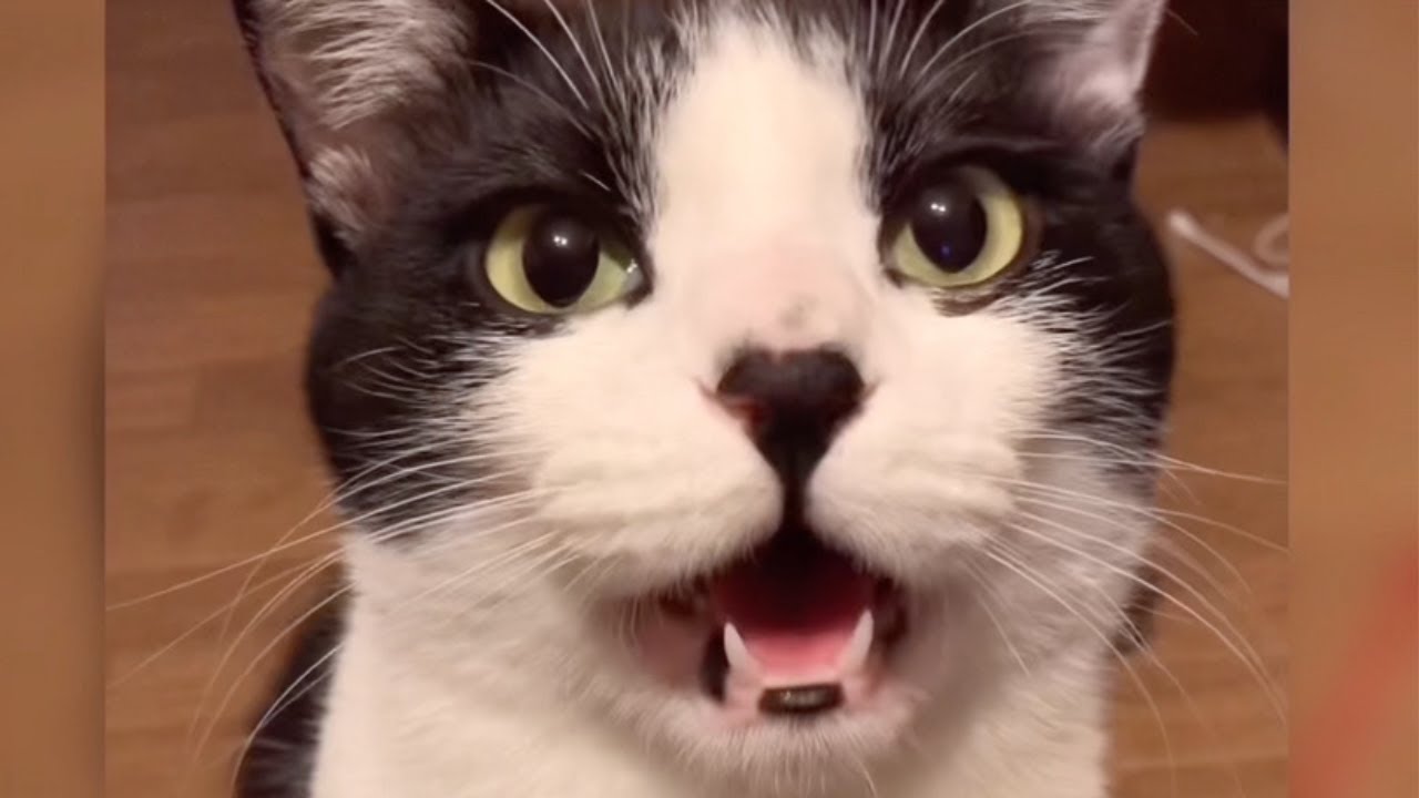 猫のお返事集めたら毎秒可愛いだけだった『わあ』とか『にゃあ？』とか『ﾝアｯ』とか