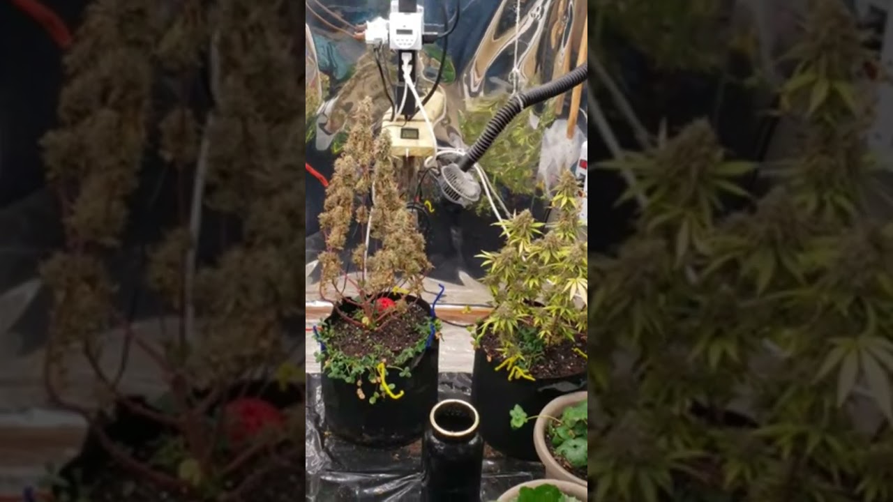 Godfather OG #garden #flowers #howto #cannabisgrowers #grow #marijuananews #shorts