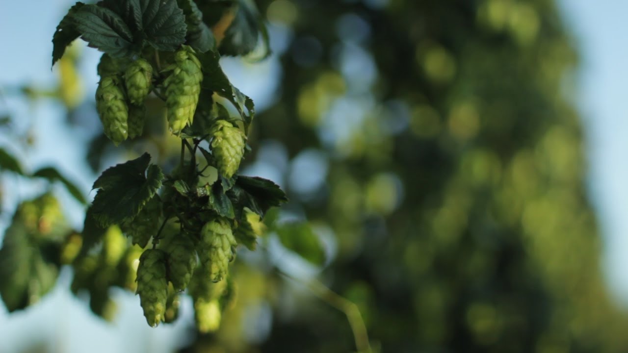 Hop Powdery Mildew in Minnesota