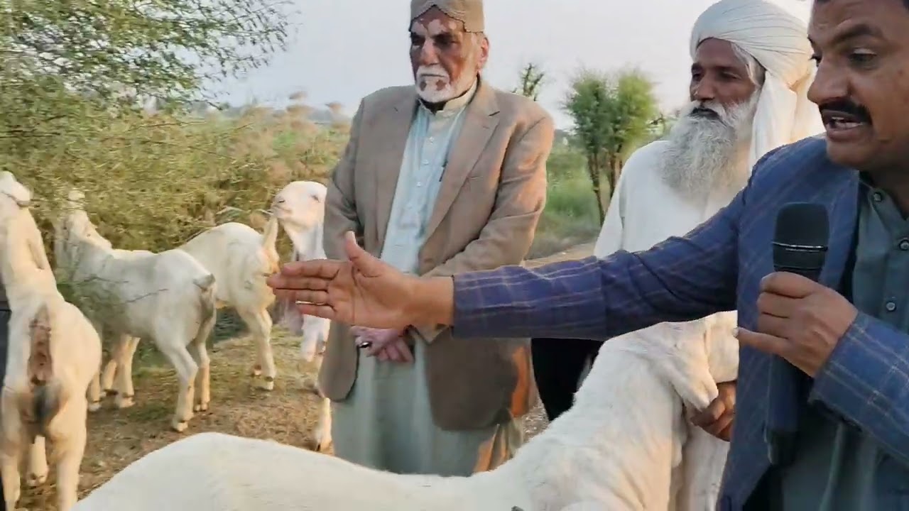 Sanghar Mangal khan Bugti Goat Farmer