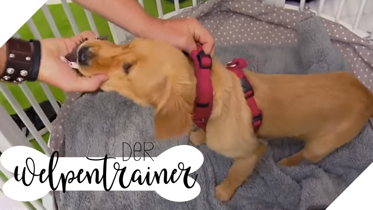 Hund knurrt! Was soll ich tun? | Der Welpentrainer | sixx