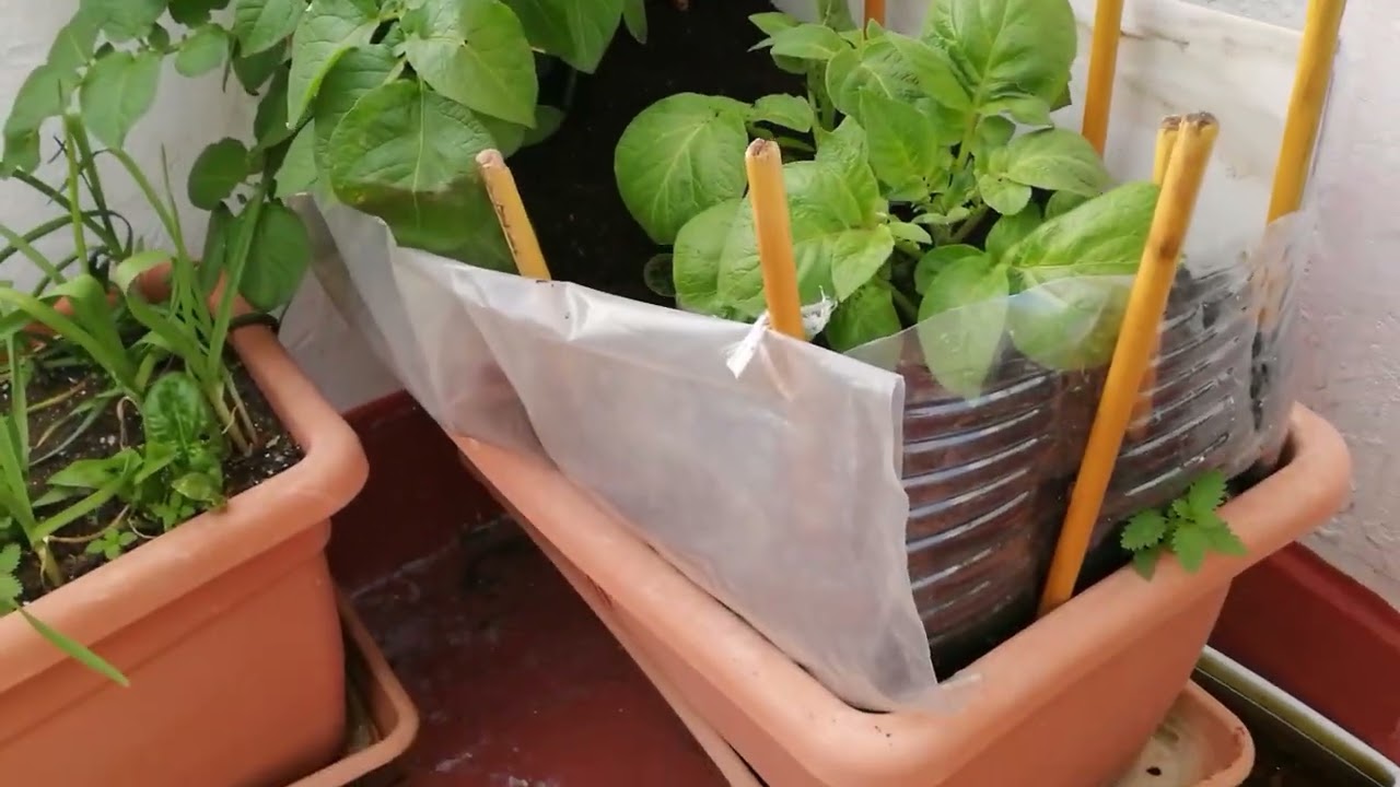 Patatas en el mes de enero. Potatoes in the month of January.