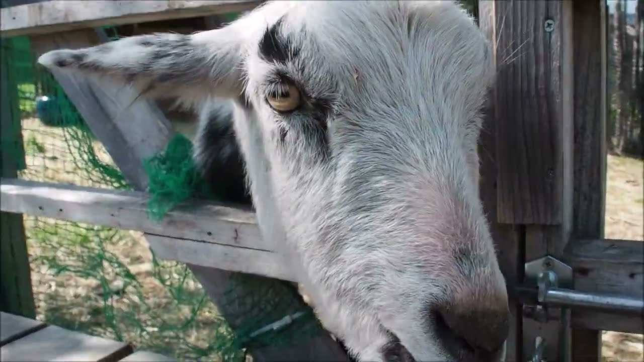 倉ヶ崎SL花畑 2024年4月28日