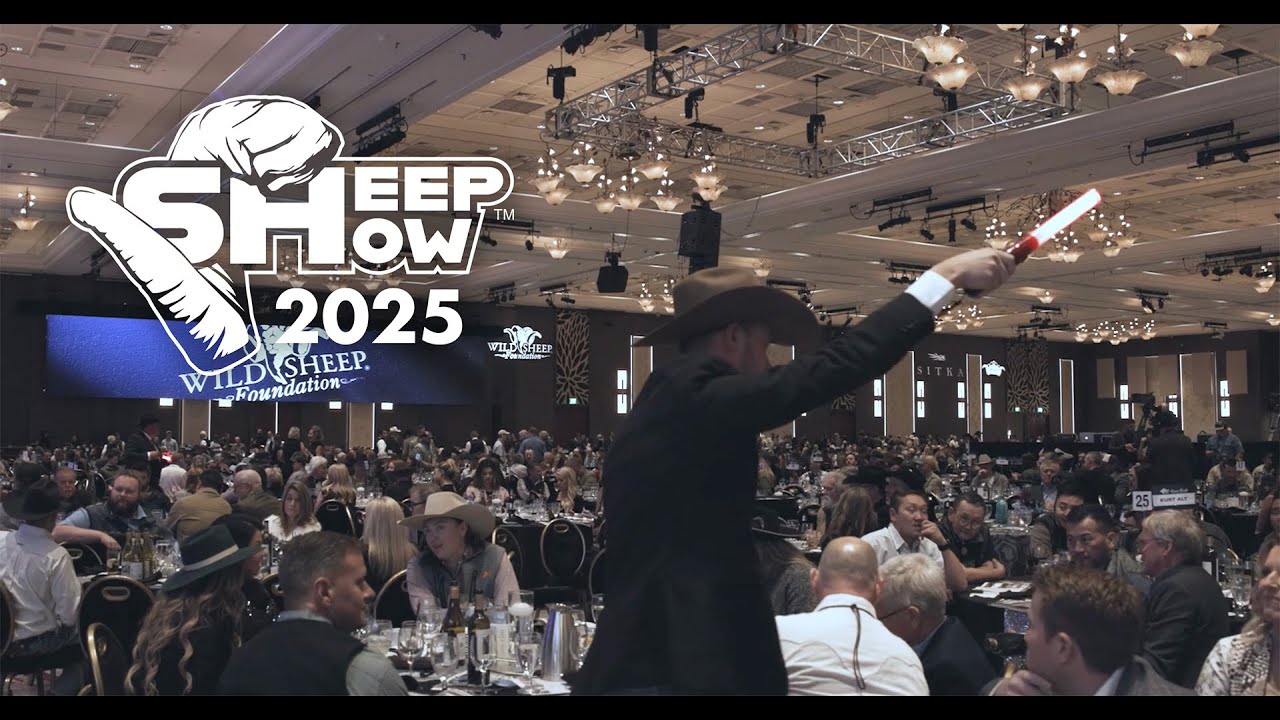 sheep show '25